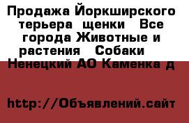 Продажа Йоркширского терьера, щенки - Все города Животные и растения » Собаки   . Ненецкий АО,Каменка д.